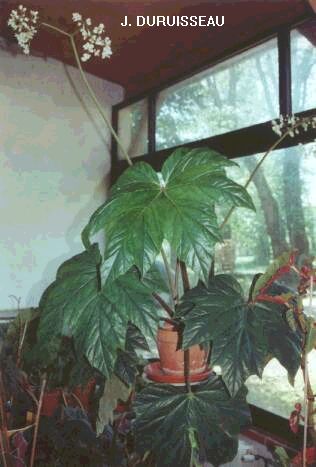 B. ‘Elda’